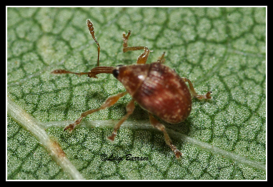 Curculionidae:  Derelomus cfr. subcostatus e Nanophyes rubricus