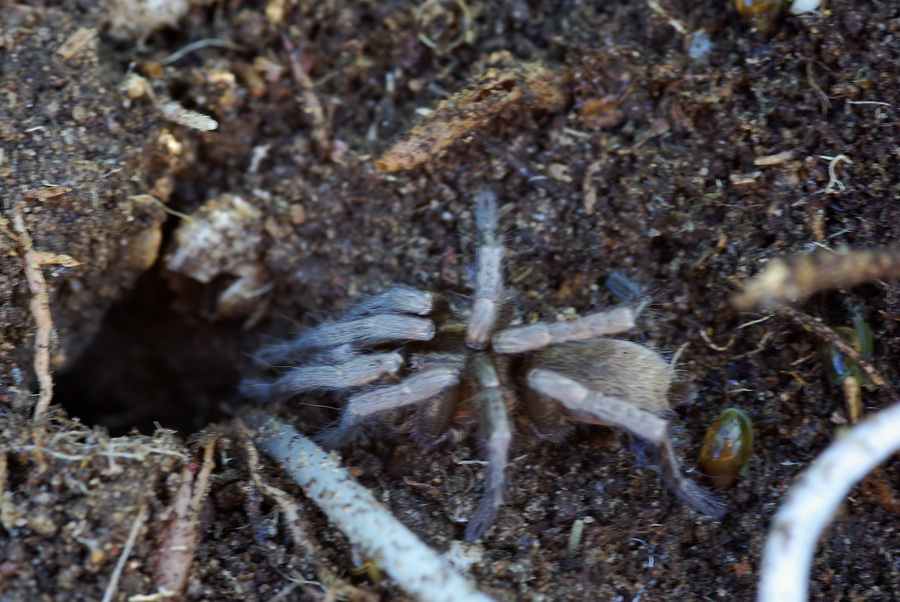 habitat Ischnocolus triangulifer