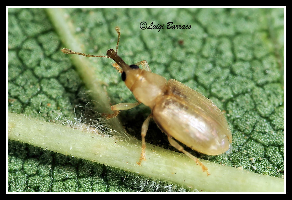 Curculionidae:  Derelomus cfr. subcostatus e Nanophyes rubricus