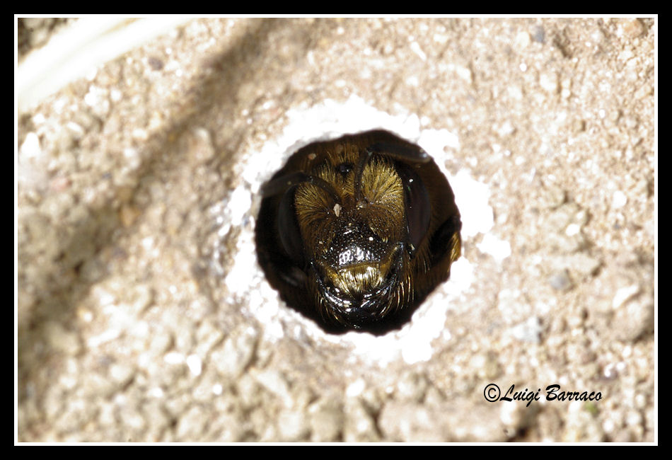 Il mistero dei buchi neri (Apidae Halictinae?)