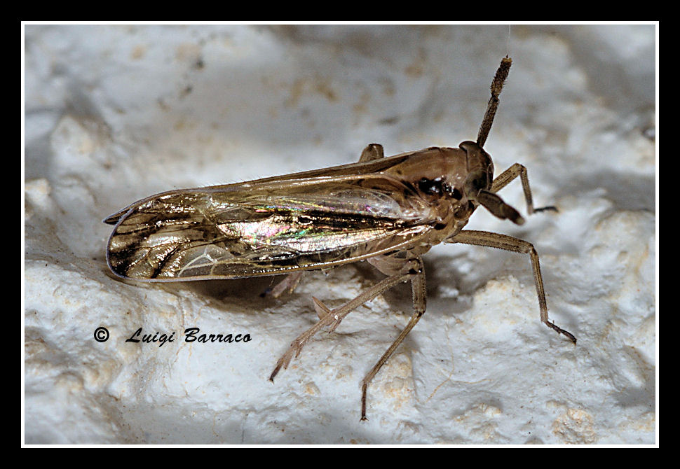 Alieno notturno:Famiglia Delphacidae  Genere: Delphax sp.