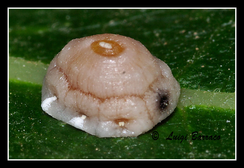 Ceroplastes rusci