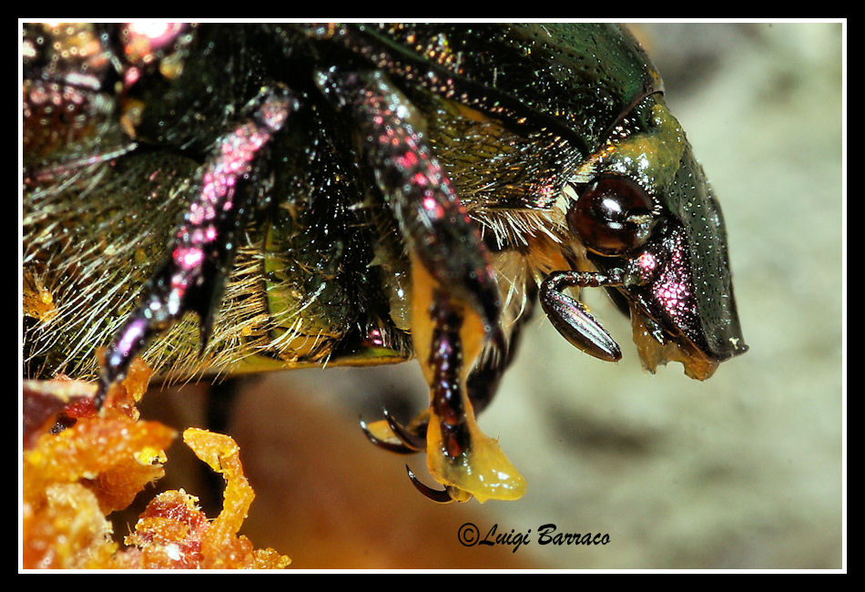 Dissetante pesca