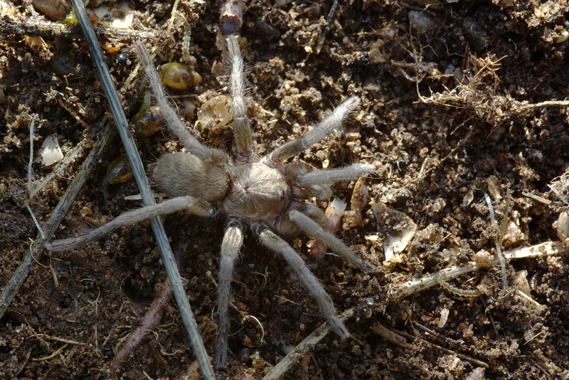Ischnocolus triangulifer: femmina o giovane maschio?
