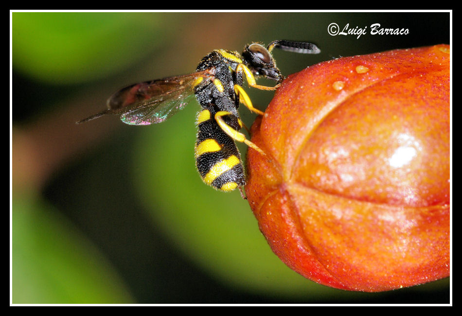Leucospidae