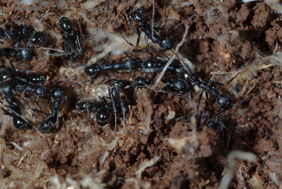 Aphaenogaster semipolita