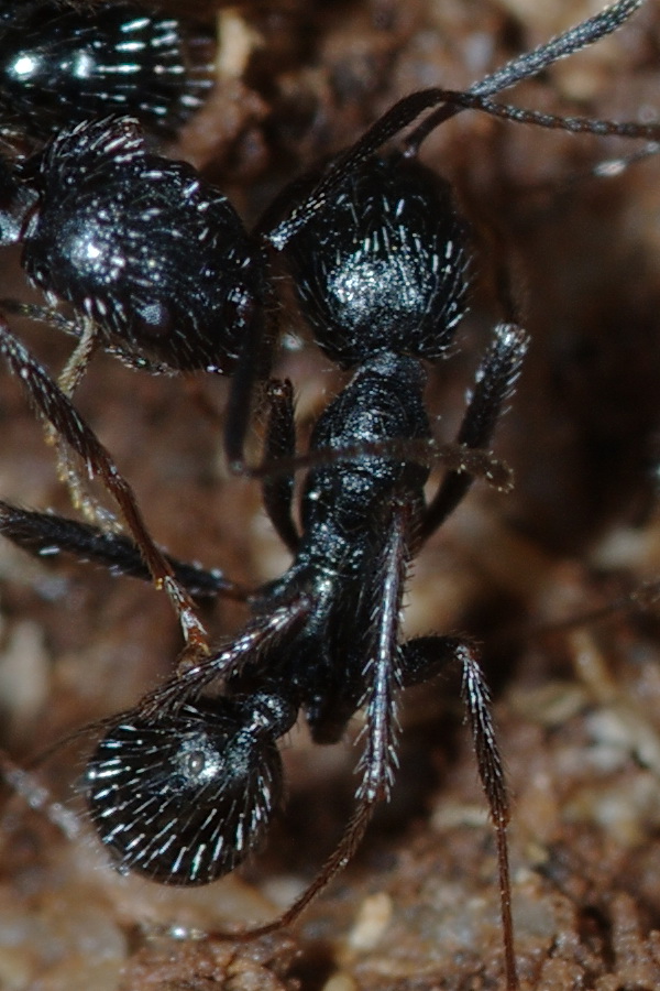 Aphaenogaster semipolita