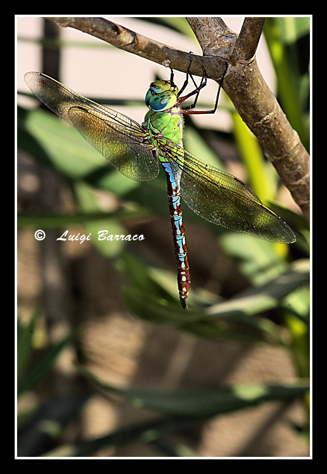 Aeshna mixta - no, Anax imperator