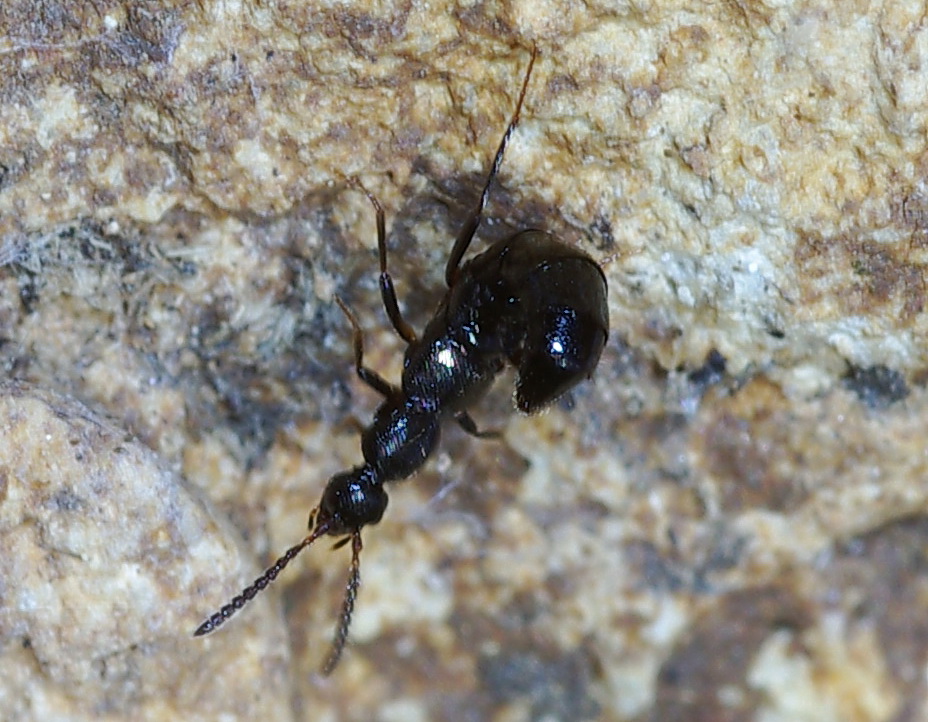 Ocypus in miniatura: Aleocharinae