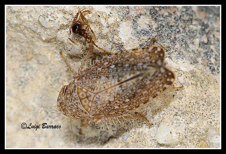 Lavoro per Danilo - Cicadellidae: Phlepsius cf. intricatus