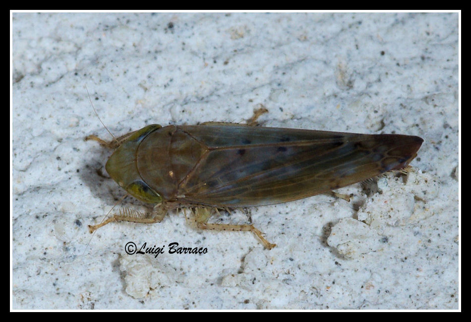 Aspettando Danilo  - [ Cicadellidae: Synophropsis lauri ]