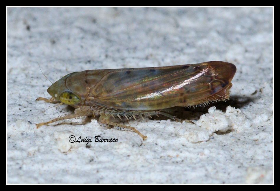 Aspettando Danilo  - [ Cicadellidae: Synophropsis lauri ]