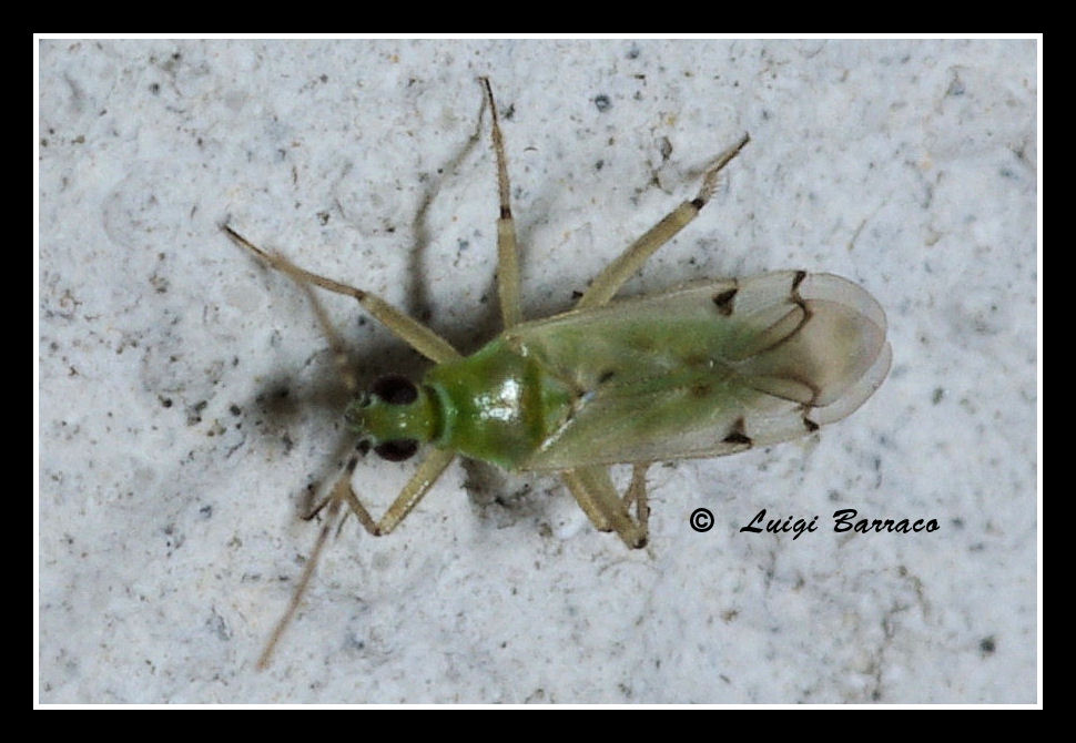 Miridae: Nesidiocoris tenuis della Sicilia