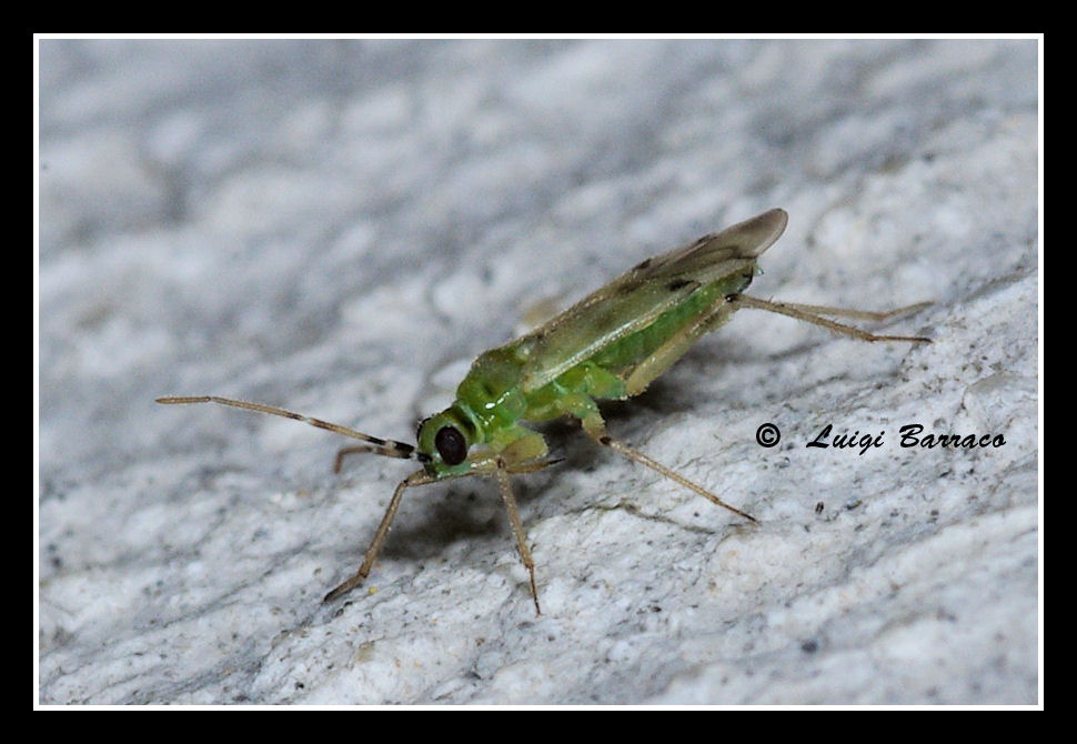 Miridae: Nesidiocoris tenuis della Sicilia