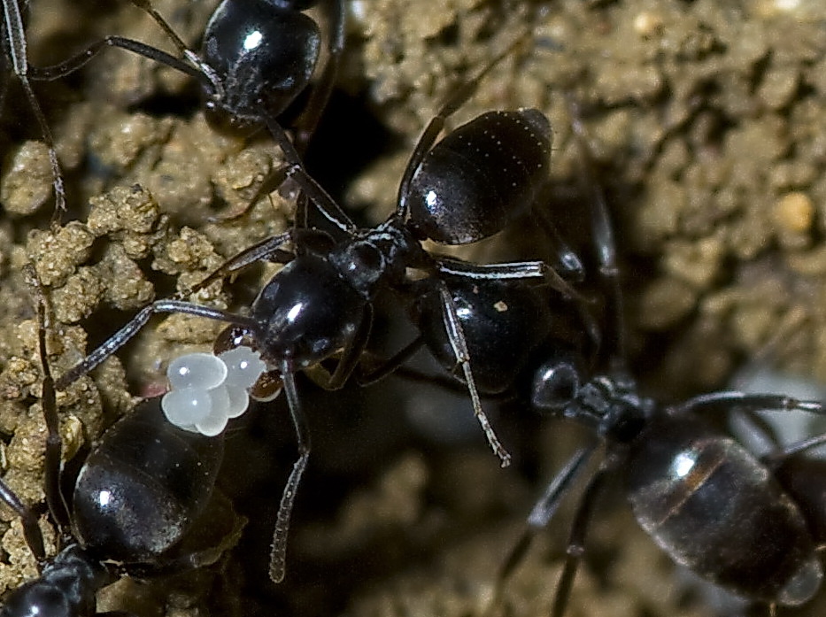 Lasius niger? No. Tapinoma sp.