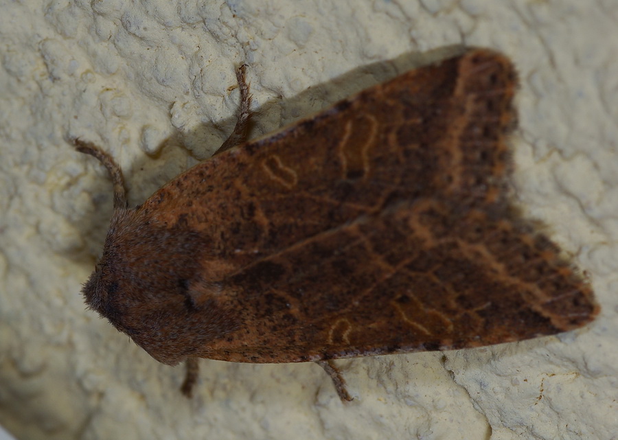 Noctuidae