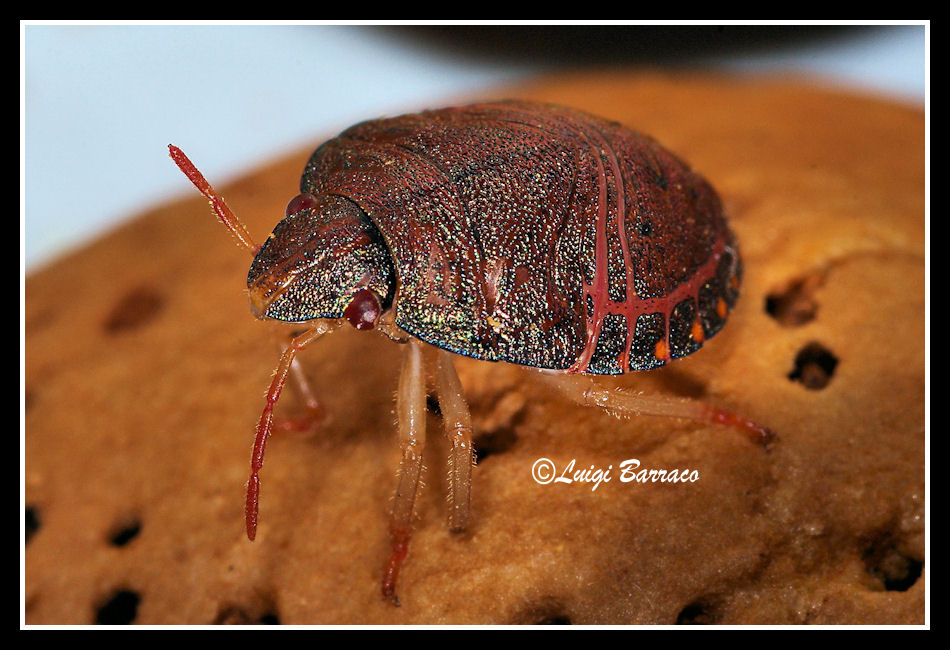 Neanide di Scutelleridae: Solenosthedium bilunatum