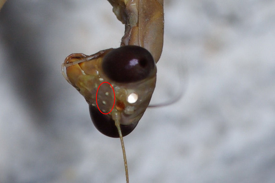 Dubbi religiosi: Iris oratoria/differenze con M. religiosa