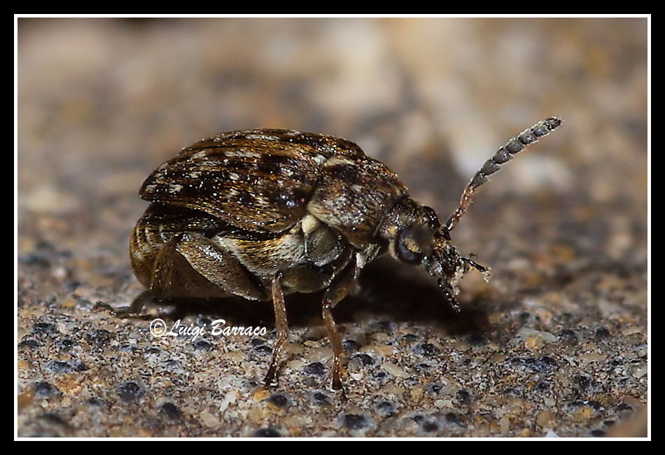 Bruchidius chi? Bruchus ulicis