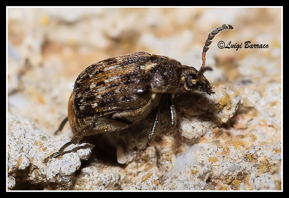 Bruchidius chi? Bruchus ulicis