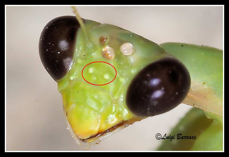 Dubbi religiosi: Iris oratoria/differenze con M. religiosa