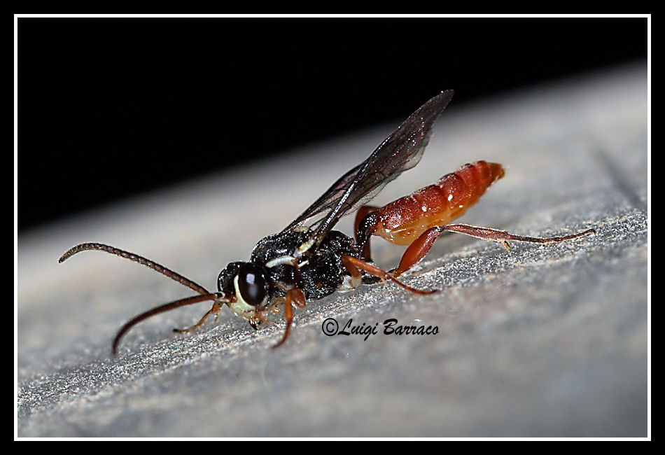 Minuscolo Ichneumonidae