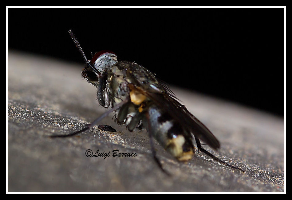 Lispe cf. flavicincta (Muscidae)