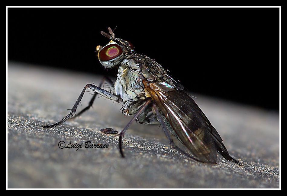 Lispe cf. flavicincta (Muscidae)