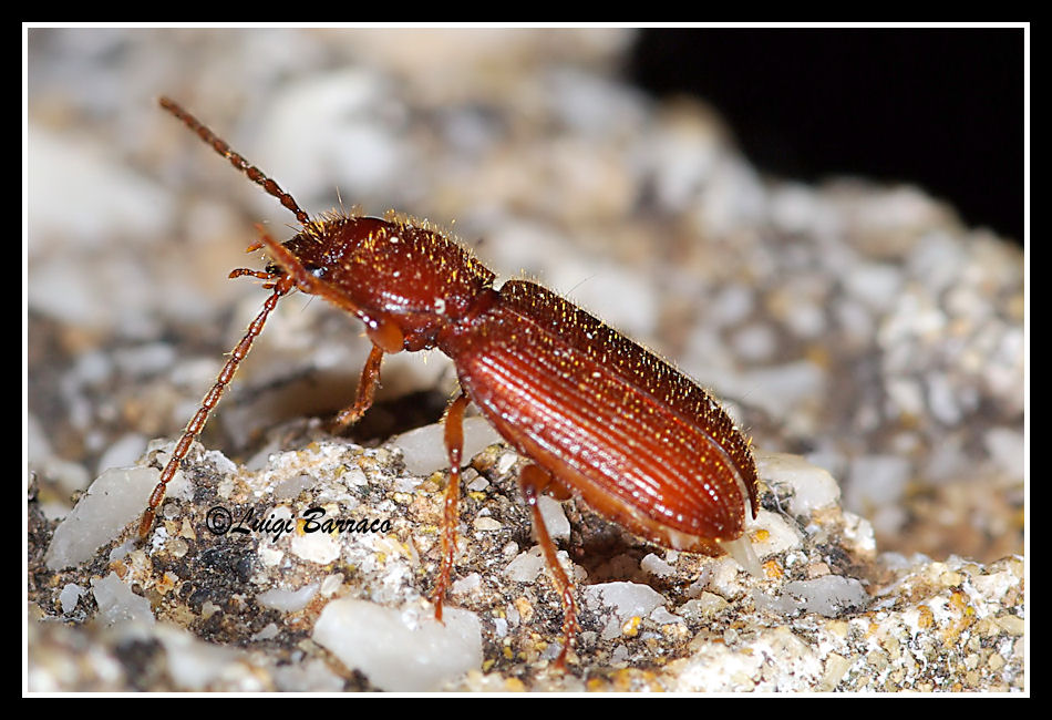 Coleottero mini - Oedesis villosulus