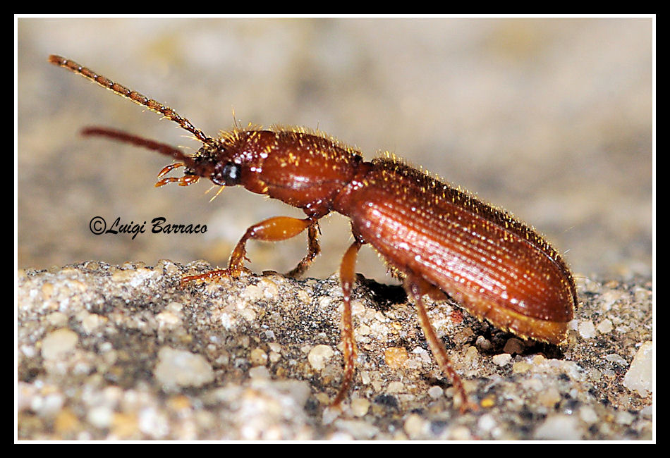 Coleottero mini - Oedesis villosulus