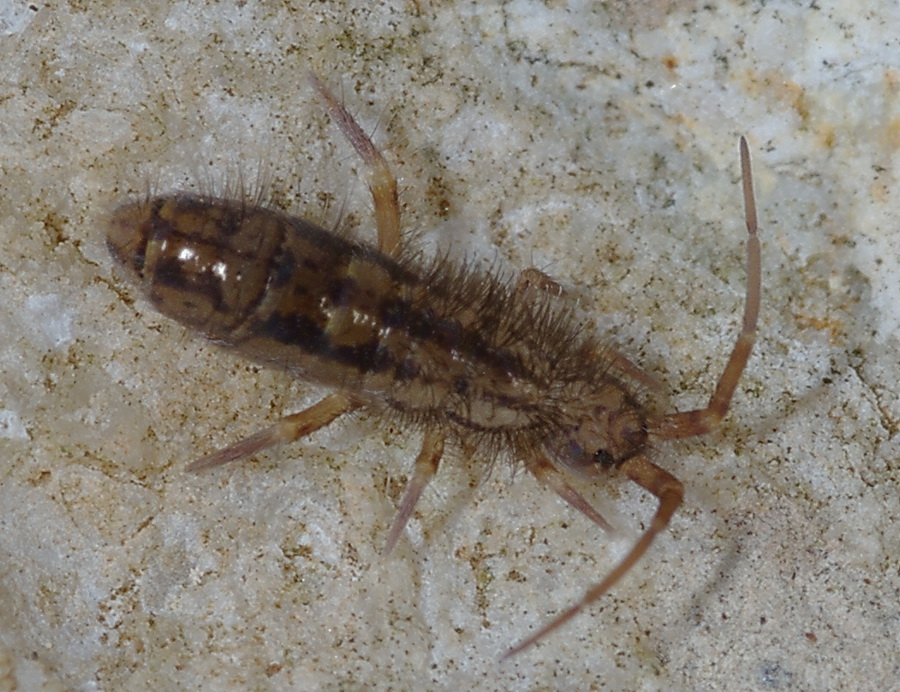 Saltatori ericini