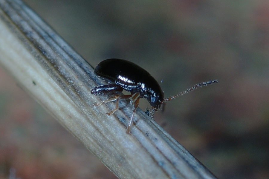 mini saltatori: Aphthona venustula e Longitarsus coryntius