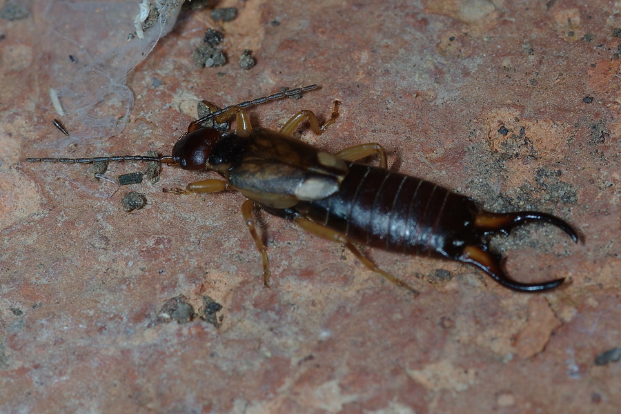 Forficulidae from Israel: Forficula smyrnensis