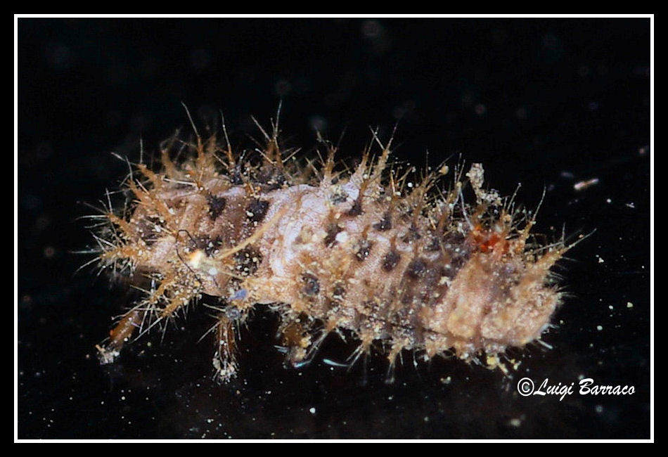 chi ?? Larva di Coccinellidae