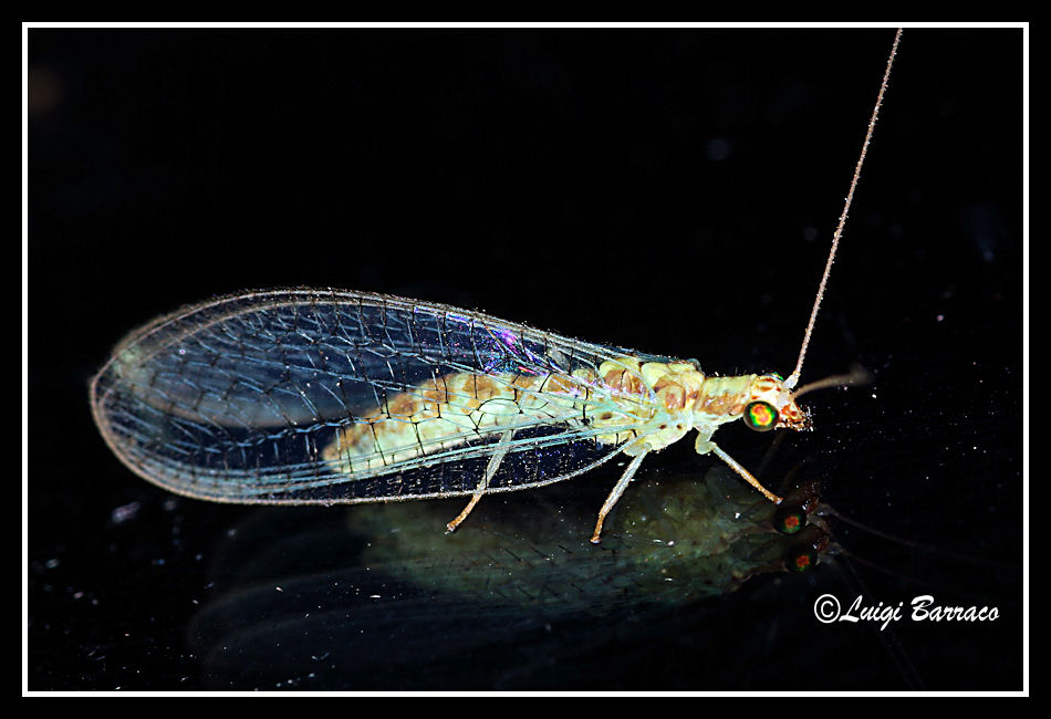 Dichochrysa genei o Dichochrysa venusta.