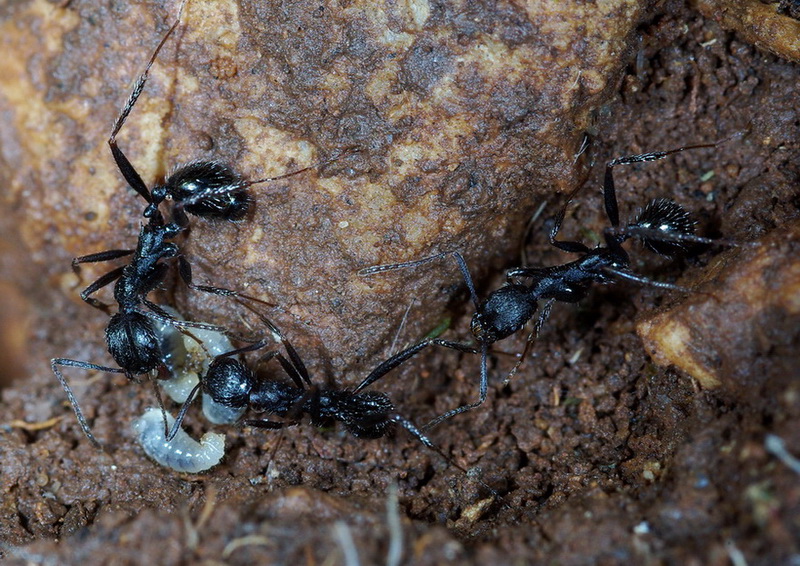 Aphaenogaster semipolita