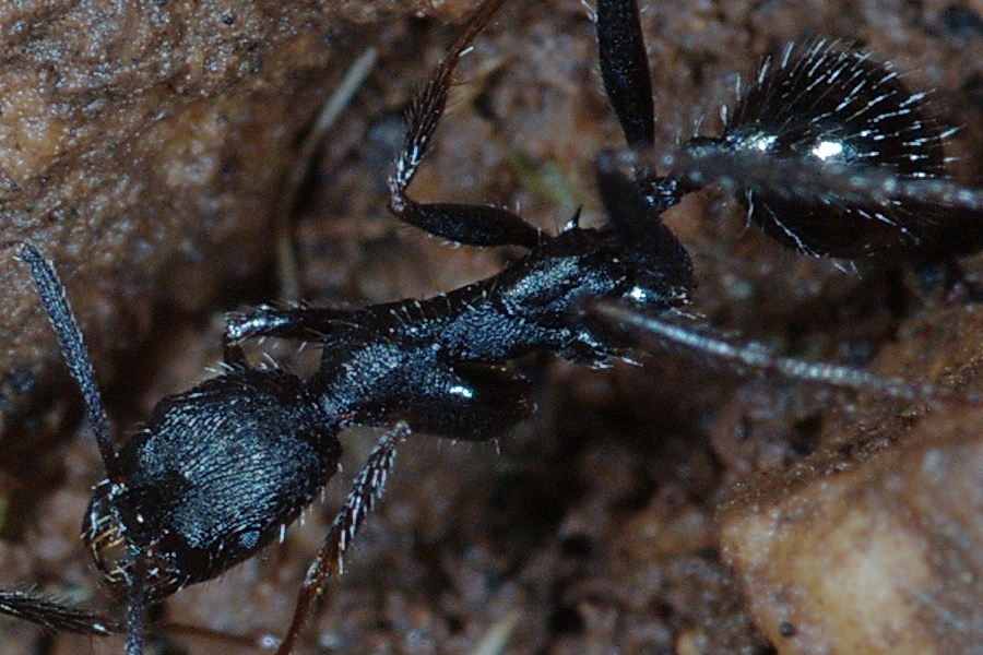 Aphaenogaster semipolita