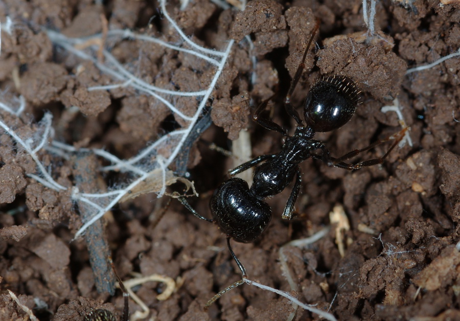 Antipasto per Enrico: Messor sp.