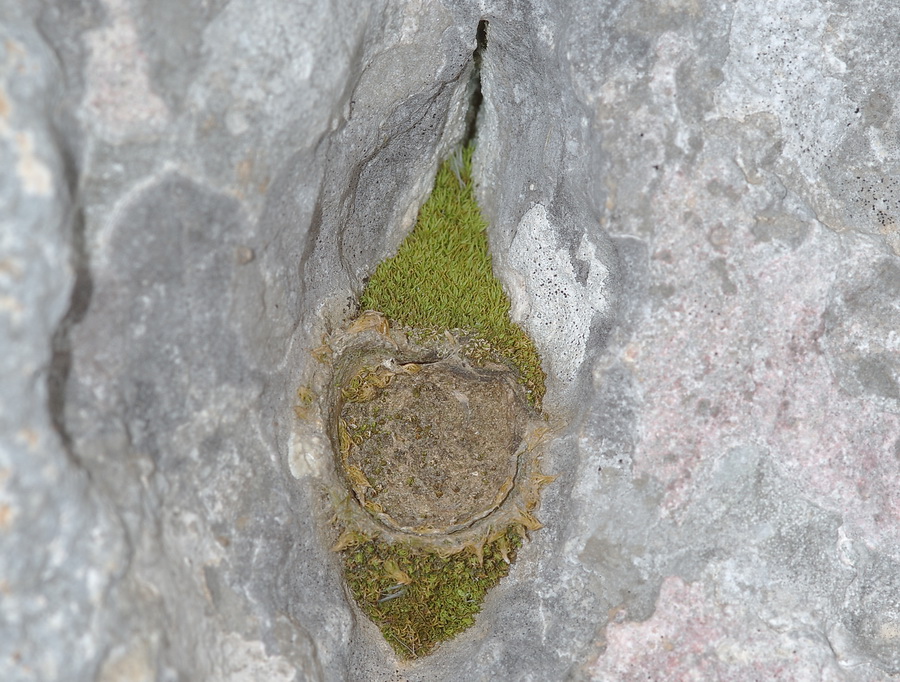 Nido: Ctenizidae o Nemesiidae