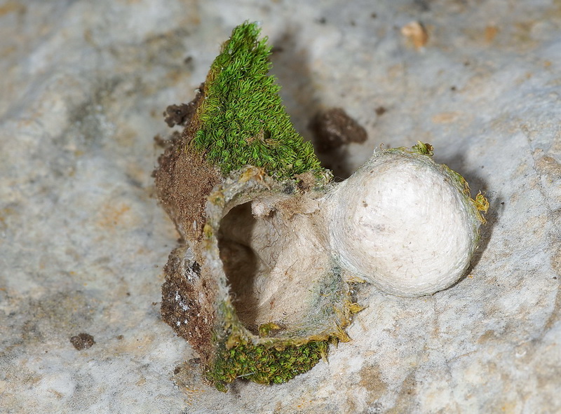Nido: Ctenizidae o Nemesiidae