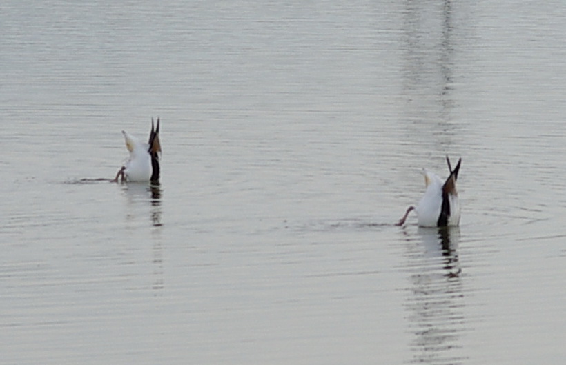 Nuoto Sincronizzato
