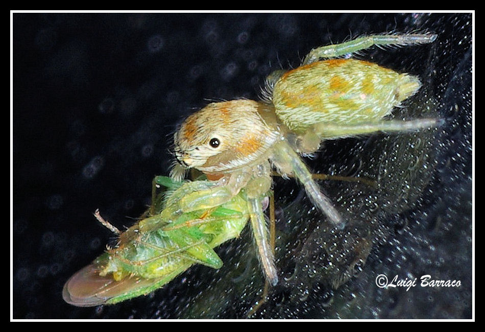 salticidae verdastro
