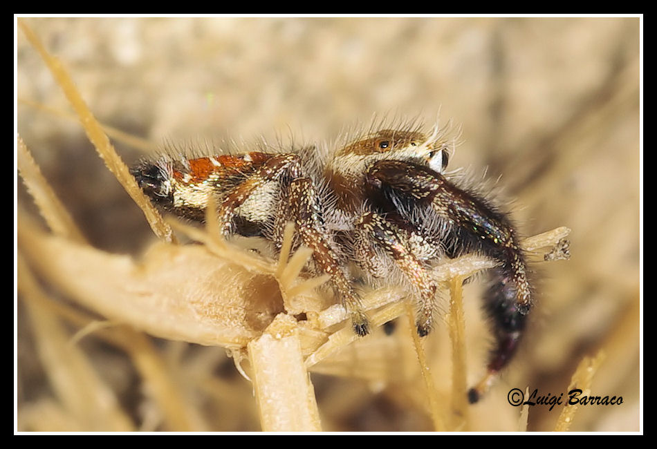 Thyene imperialis