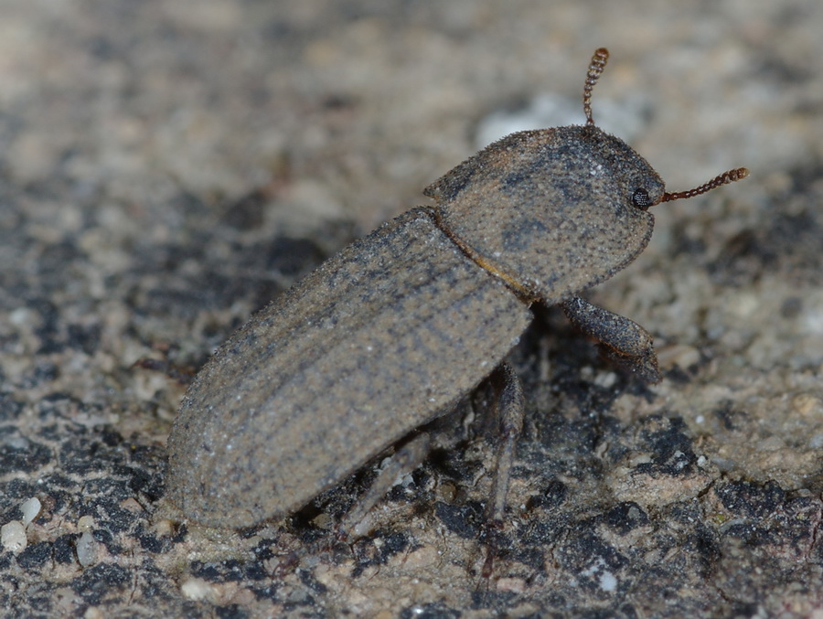 Gonocephalum obscurum,Opatroides punctulatus (Tenebrionidae)