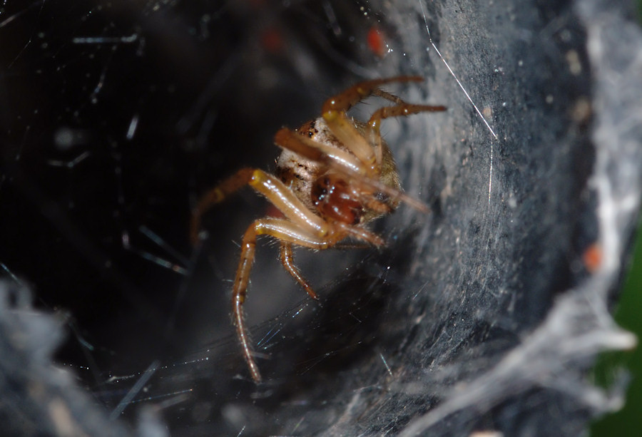 Zygiella sp.