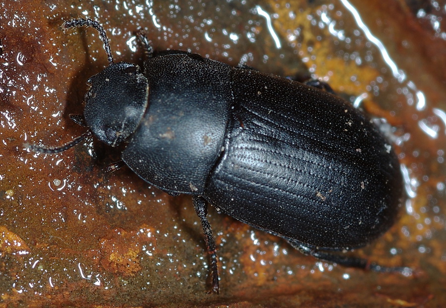 Gonocephalum obscurum,Opatroides punctulatus (Tenebrionidae)