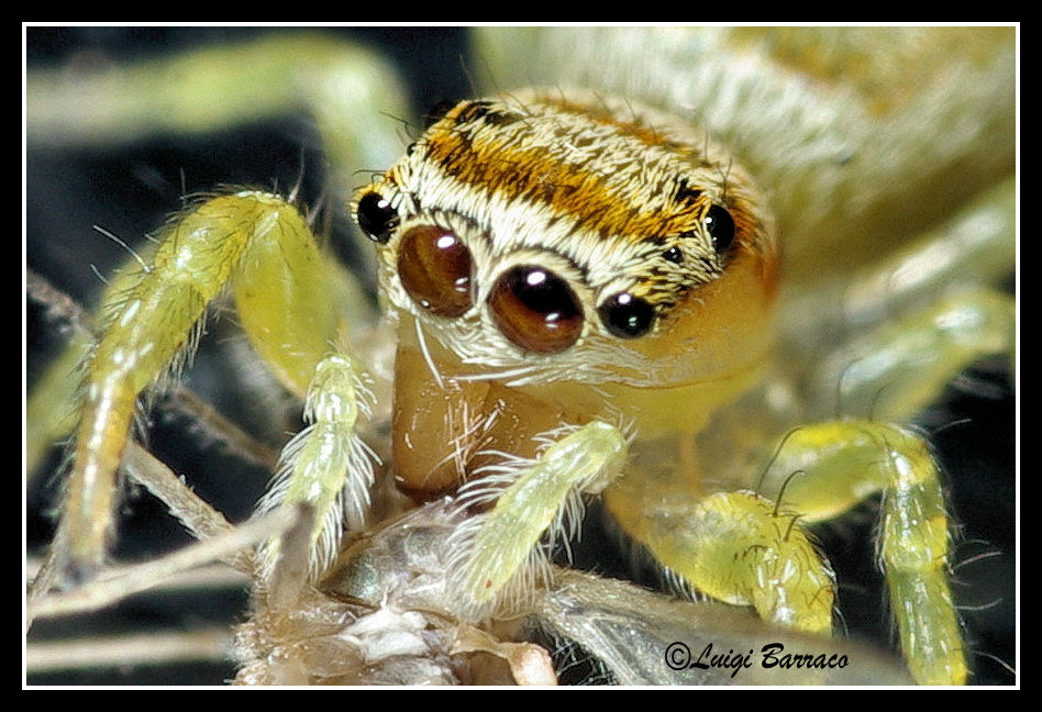 salticidae verdastro