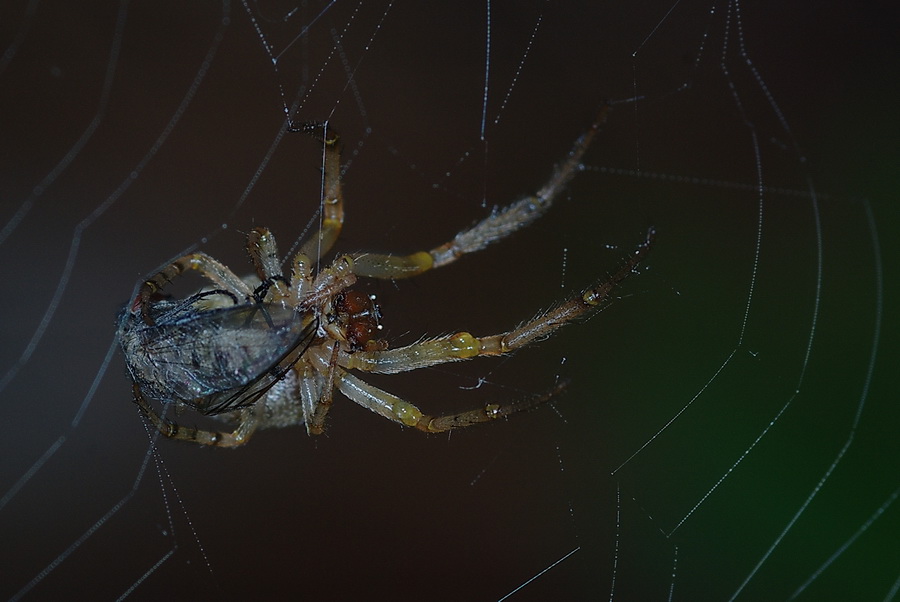 Zygiella sp.