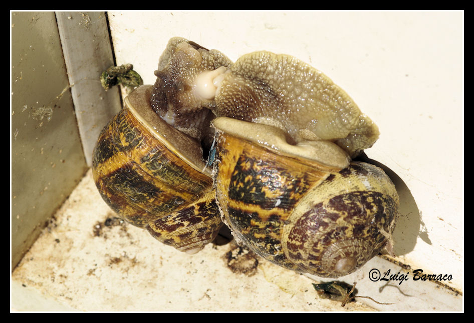 Cornu aspersum: accoppiamento