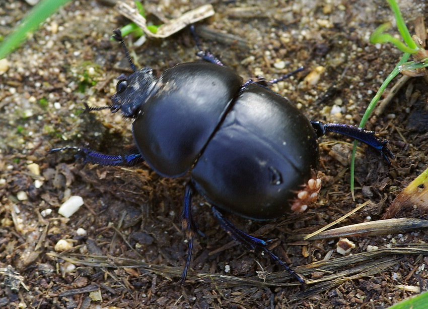 Lo scarabeo e i portoghesi: Jekelius intermedius
